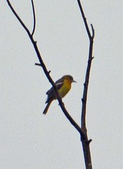 Icterus