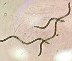 Arthrospira platensis