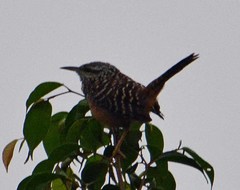 Campylorhynchus zonatus