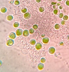 Haematococcus lacustris