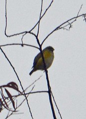 Euphonia hirundinacea