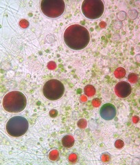 Haematococcus lacustris