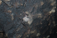 Balantiopteryx plicata