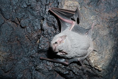 Balantiopteryx plicata