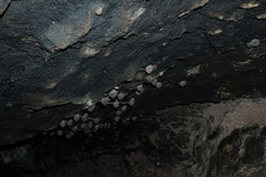 Balantiopteryx plicata
