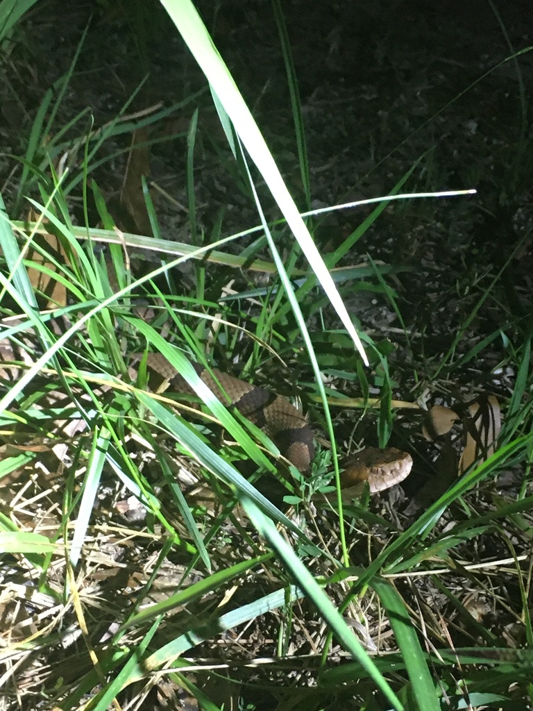 Eastern Copperhead from Francis Marion National Forest, Bonneau, SC, US ...