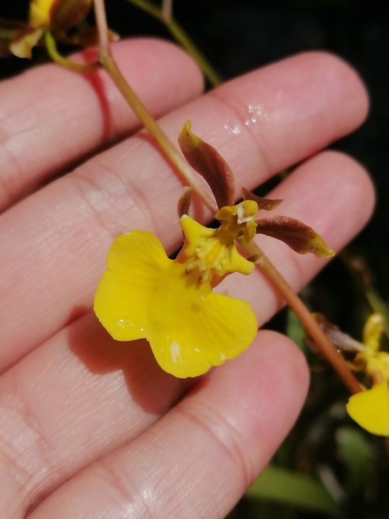 Oncidium geertianum