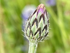Centaurea cyanus