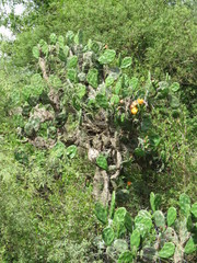 Opuntia rioplatense