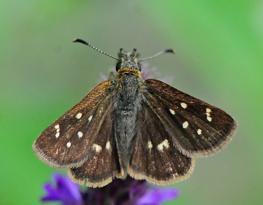 Four-spotted Skipperling