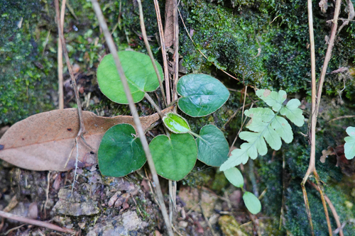 Ainsliaea fragrans iNat (2)