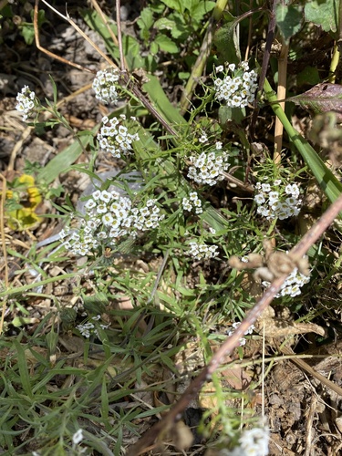 Lobularia maritima observed 2023-05-26