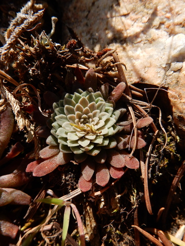 Image of Sedum valens by (c) Ed Alverson, some rights reserved (CC BY)