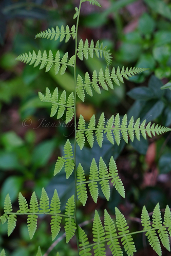 Thelypteris viridifrons iNat (1)