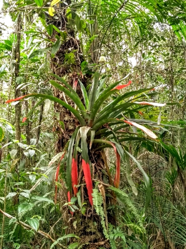 Aechmea pectinata thumbnail