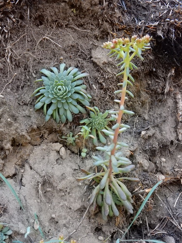 Image of Sedum valens by (c) Ed Alverson, some rights reserved (CC BY)