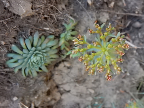 Image of Sedum valens by (c) Ed Alverson, some rights reserved (CC BY)