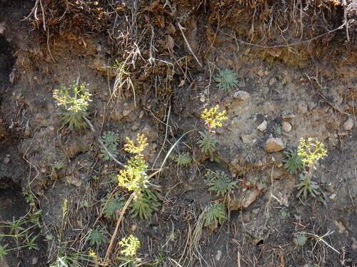 Image of Sedum valens by (c) Ed Alverson, some rights reserved (CC BY)