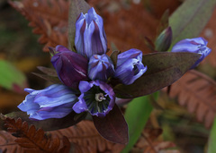 Gentiana catesbaei