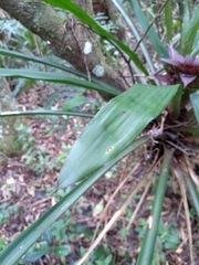 Bromeliaceae