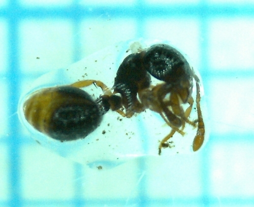 邵氏切叶蚁Myrmecina sauteri