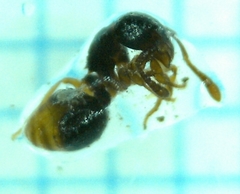 Myrmecina