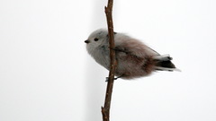 Aegithalos caudatus caudatus