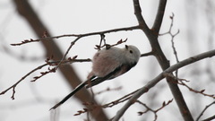 Aegithalos caudatus caudatus