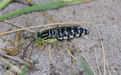 Stictia signata
