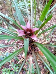Bromeliaceae