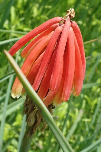 River Poker (Kniphofia fluviatilis)