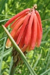 Kniphofia fluviatilis