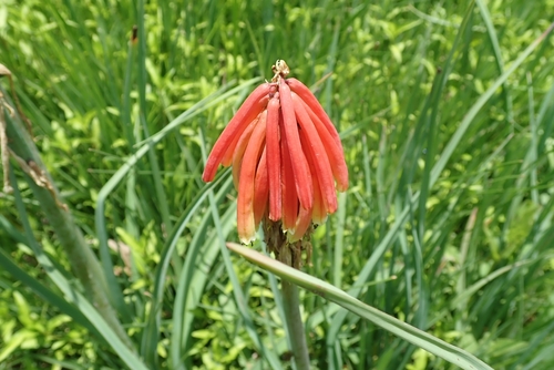 Image of Kniphofia fluviatilis by no rights reserved