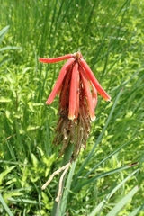 Kniphofia fluviatilis