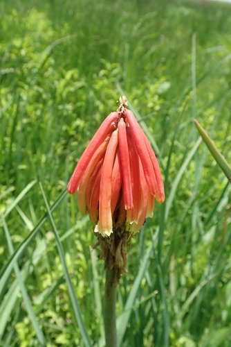 Image of Kniphofia fluviatilis by no rights reserved