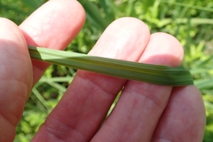 Kniphofia fluviatilis
