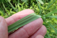 Kniphofia fluviatilis