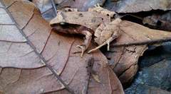 Cerro Utyum Robber Frog photo 4