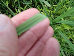 Kniphofia fluviatilis