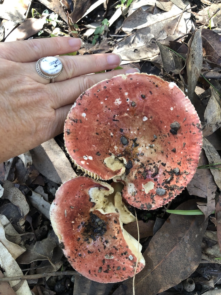 Russula clelandii from Glenrock State Conservation Area, Whitebridge ...