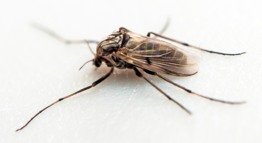 Procladius culiciformis