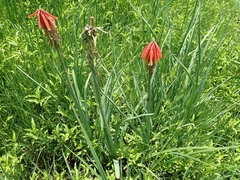 Kniphofia fluviatilis