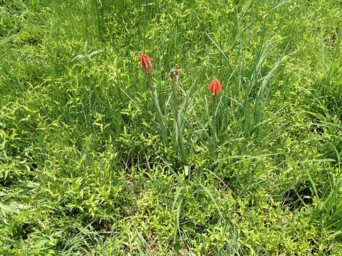 Image of Kniphofia fluviatilis by no rights reserved