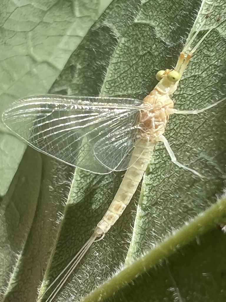 Tusked Sprawler