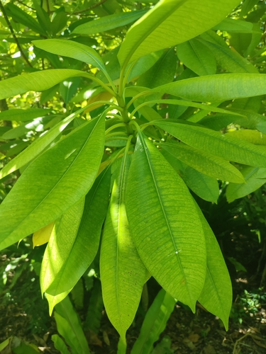 Image of Ochrosia oppositifolia by no rights reserved