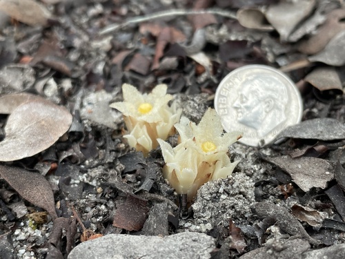 California pinefoot (Pityopus californicus)
