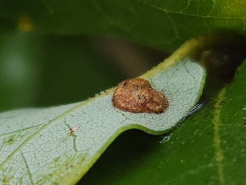 iNaturalist observation photo of Heteroecus