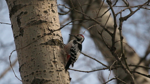 Pico dorsiblanco (Dendrocopos leucotos)