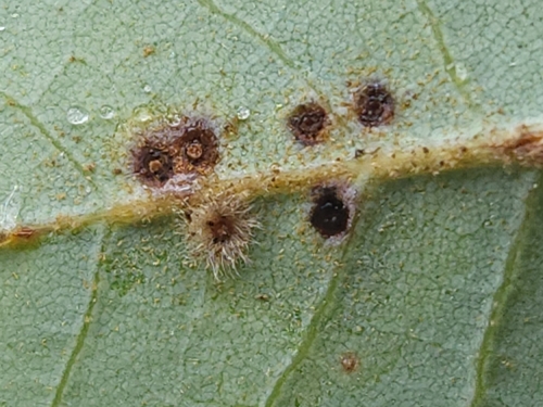 iNaturalist observation photo of Oak Gall Wasps
