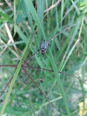 Leptinotarsa undecimlineata